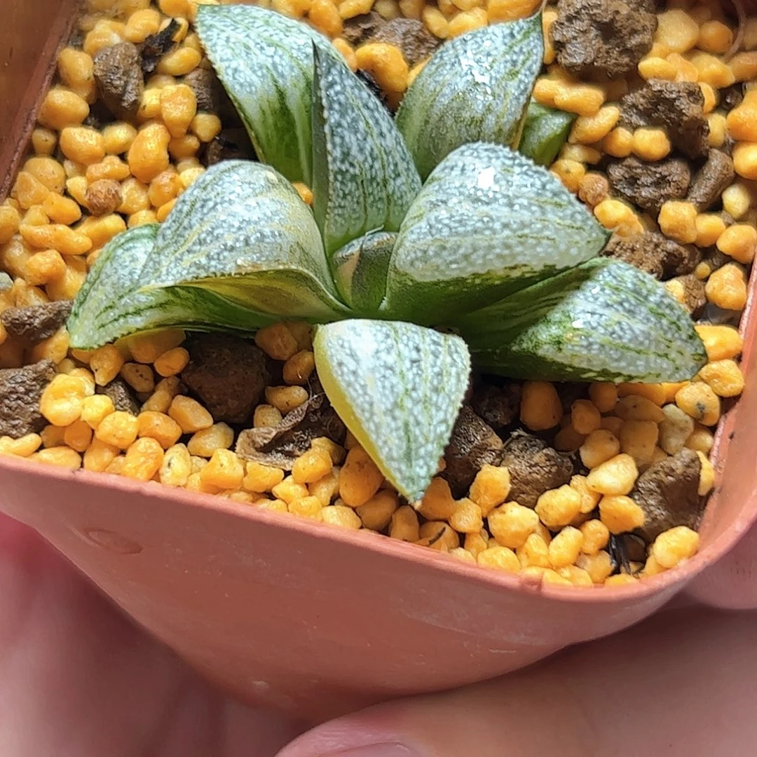 娜塔莉锦十二卷多肉植物