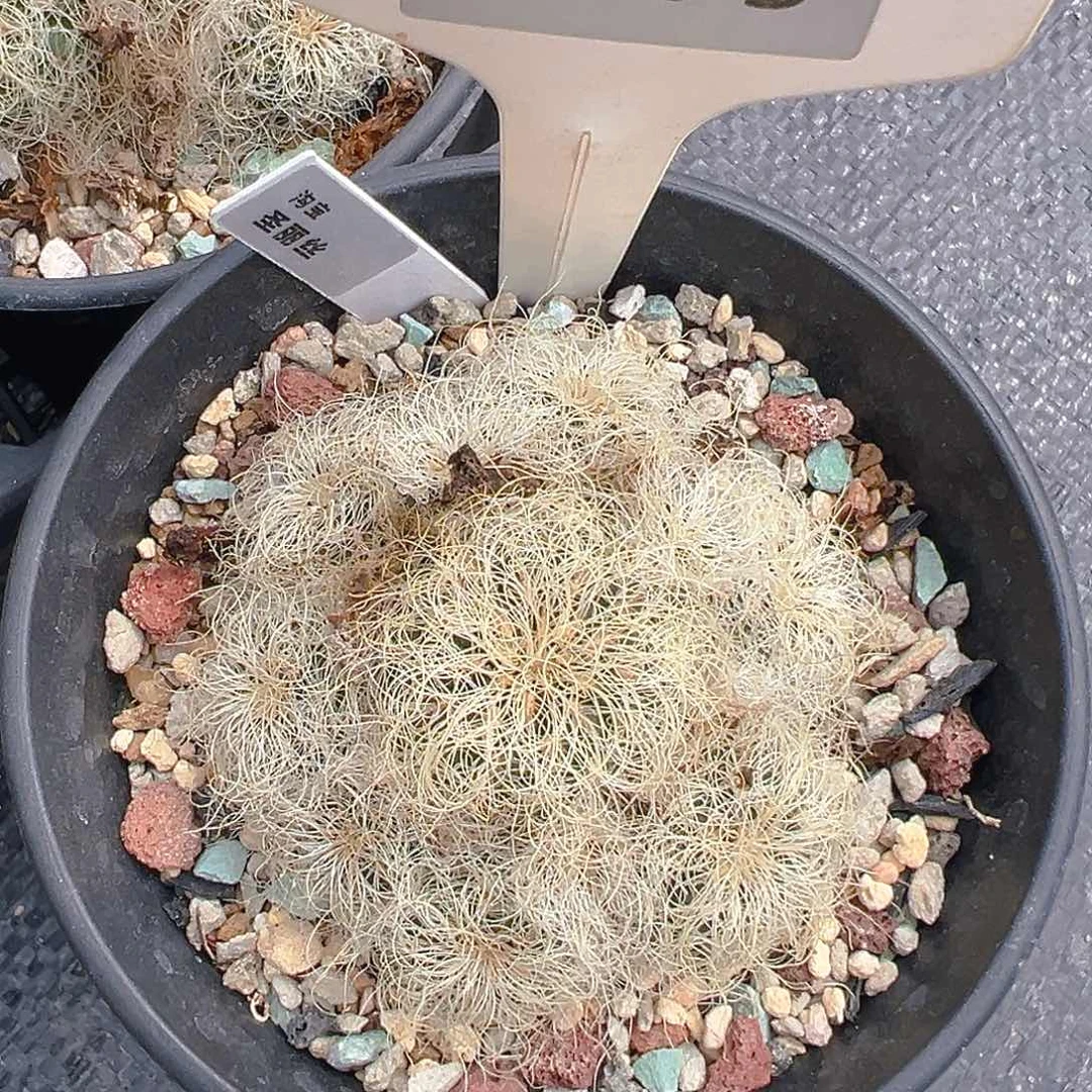 6755圣丽丝侧芽自根