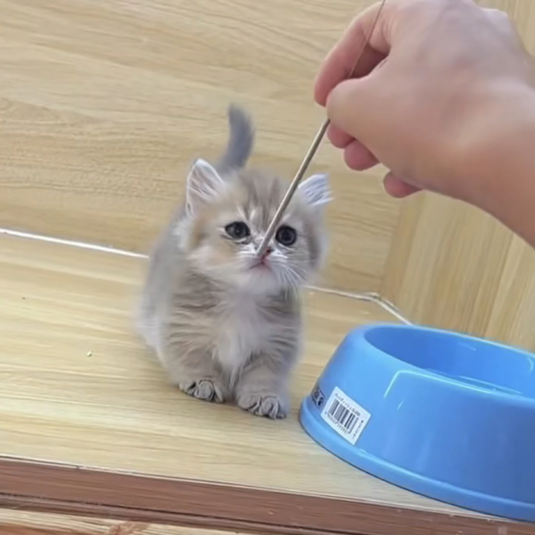 蓝金拿破仑弟弟 矮脚 可爱 大眼  小体 纯种宠物幼猫