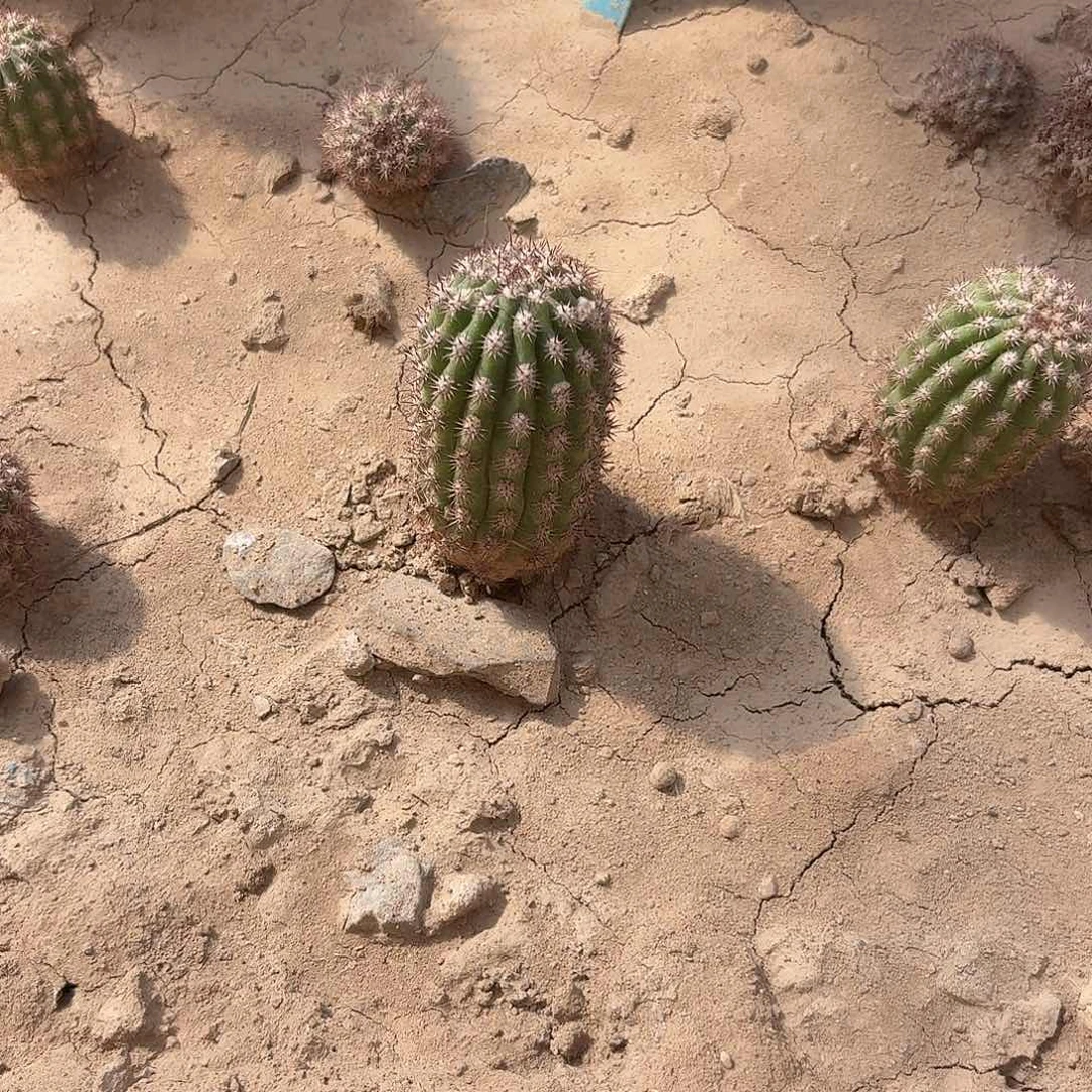 瑞***。艾薇塔一颗带根球