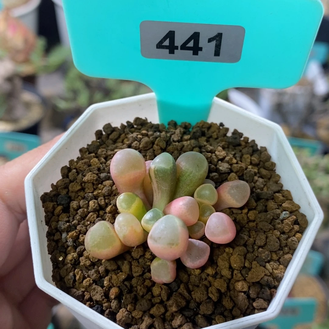 五十铃玉锦多肉植物