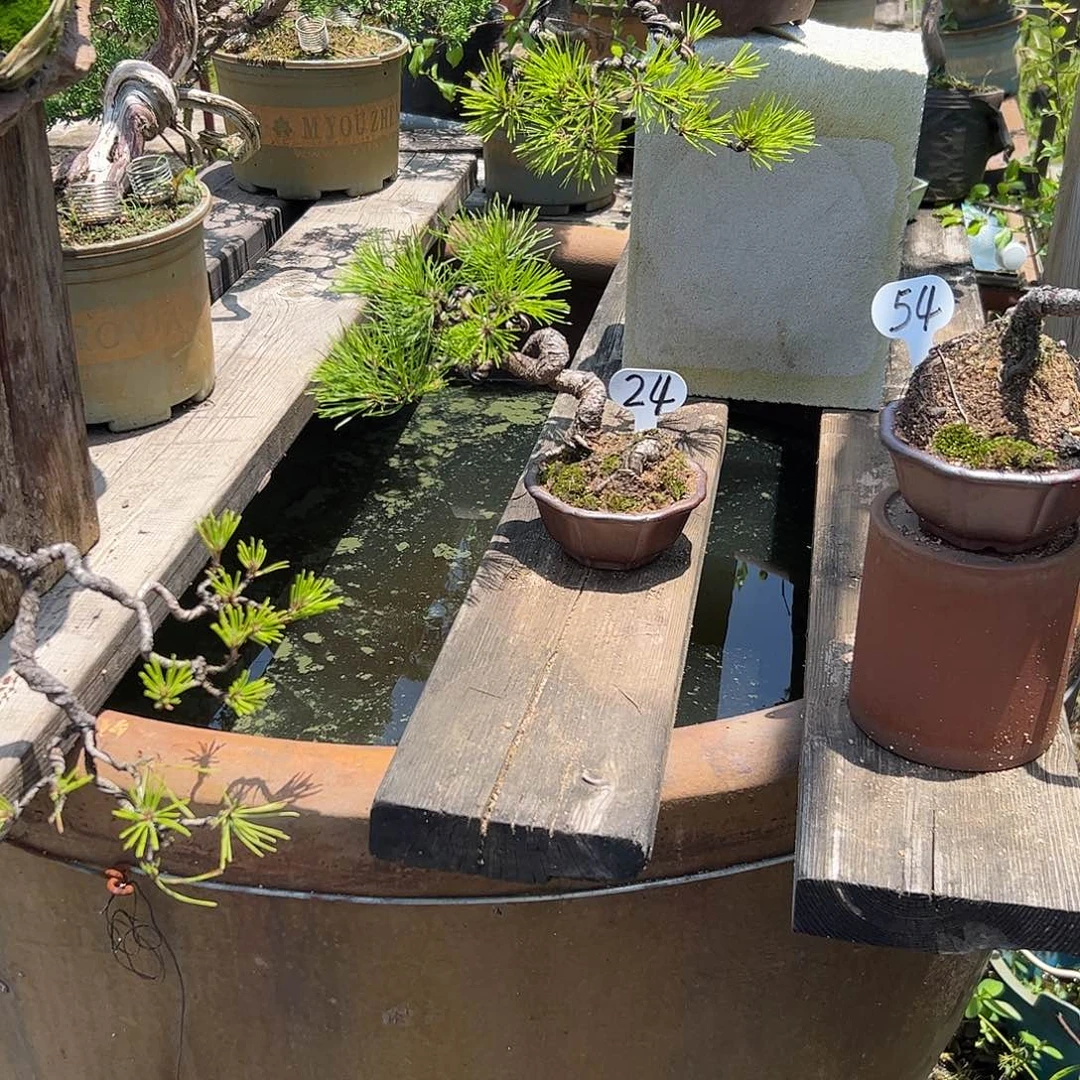 愚***珠完全开放黄山松顺丰包邮特价