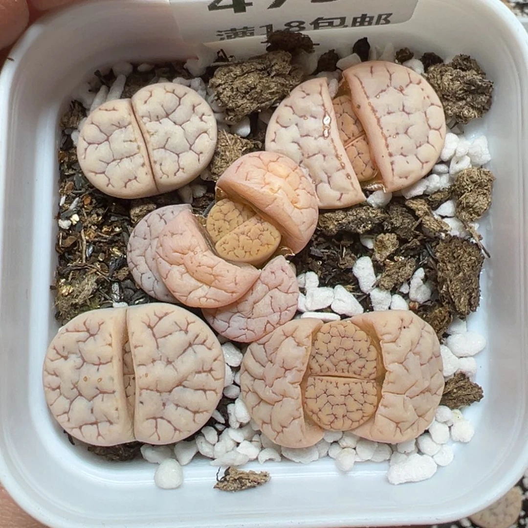【闪购商品】473……