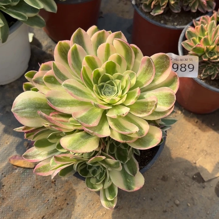 玉资锦多肉法师3989