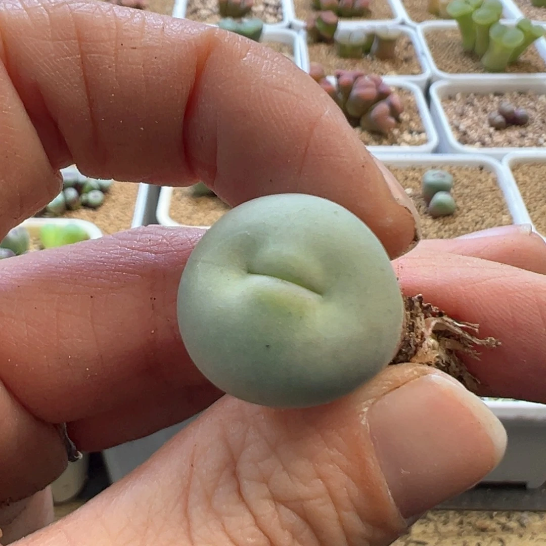 糖****豆豆豆专拍 肉锥植物