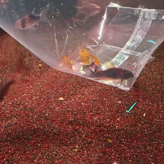 鼠鱼金鼠2黑金2青鼠1只3.0/3.5  顺丰