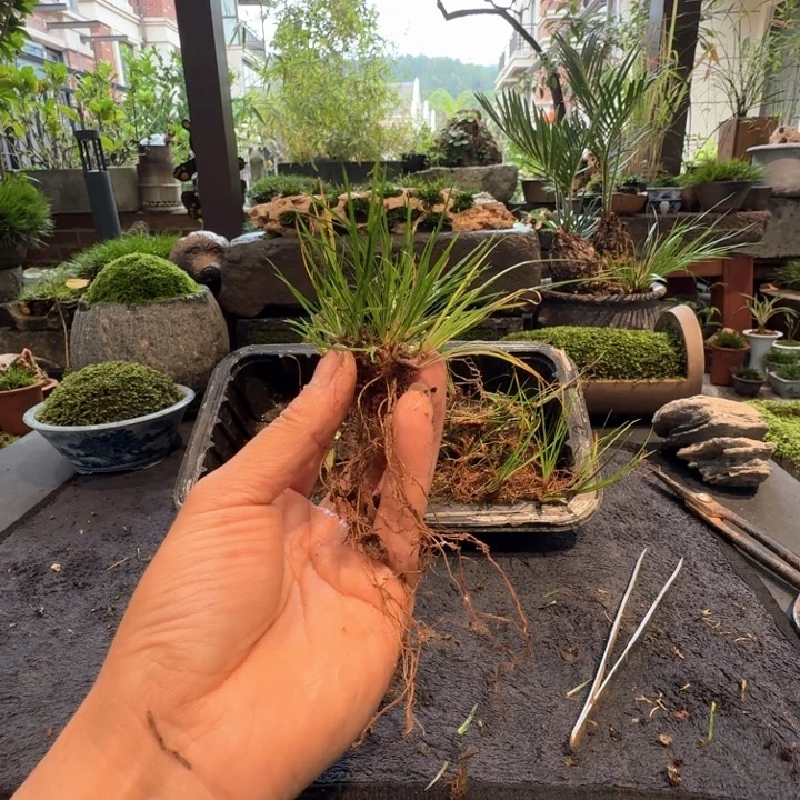 7苗江西虎须菖蒲顺丰包邮