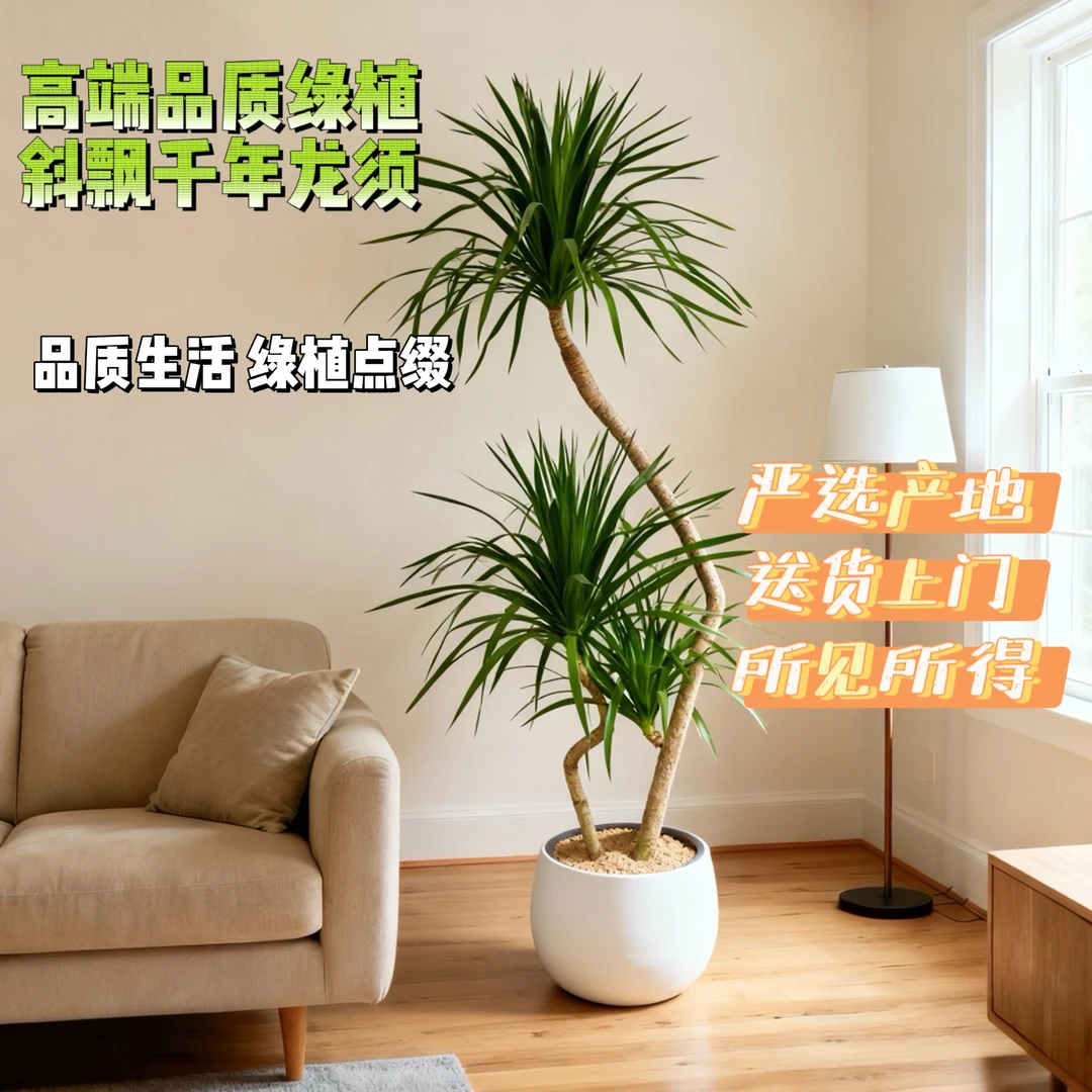 高端网红绿植斜飘千年龙须