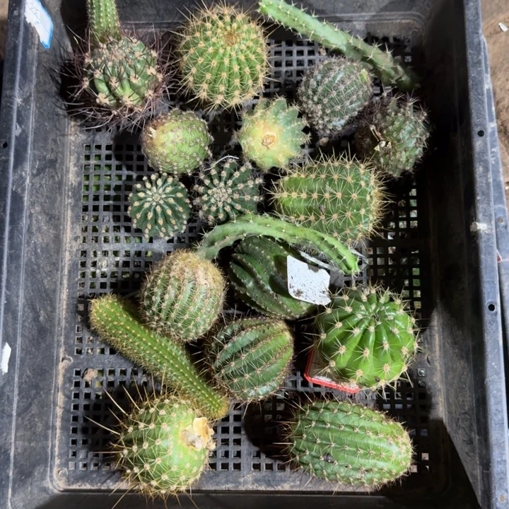 217筐拍无售后无根侧牙斑