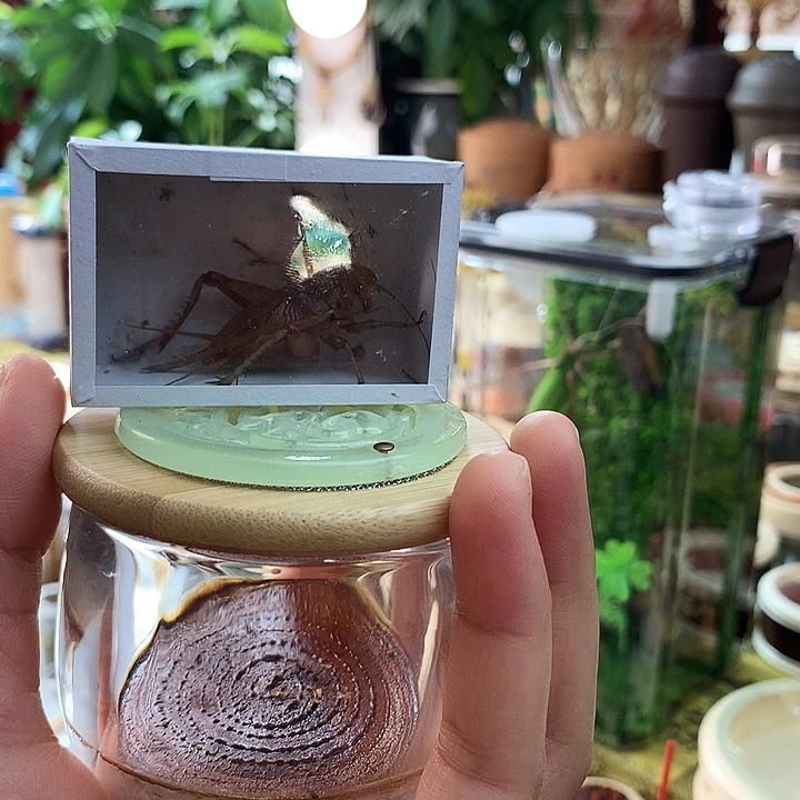 冰糖子套装啊啊啊啊啊啊