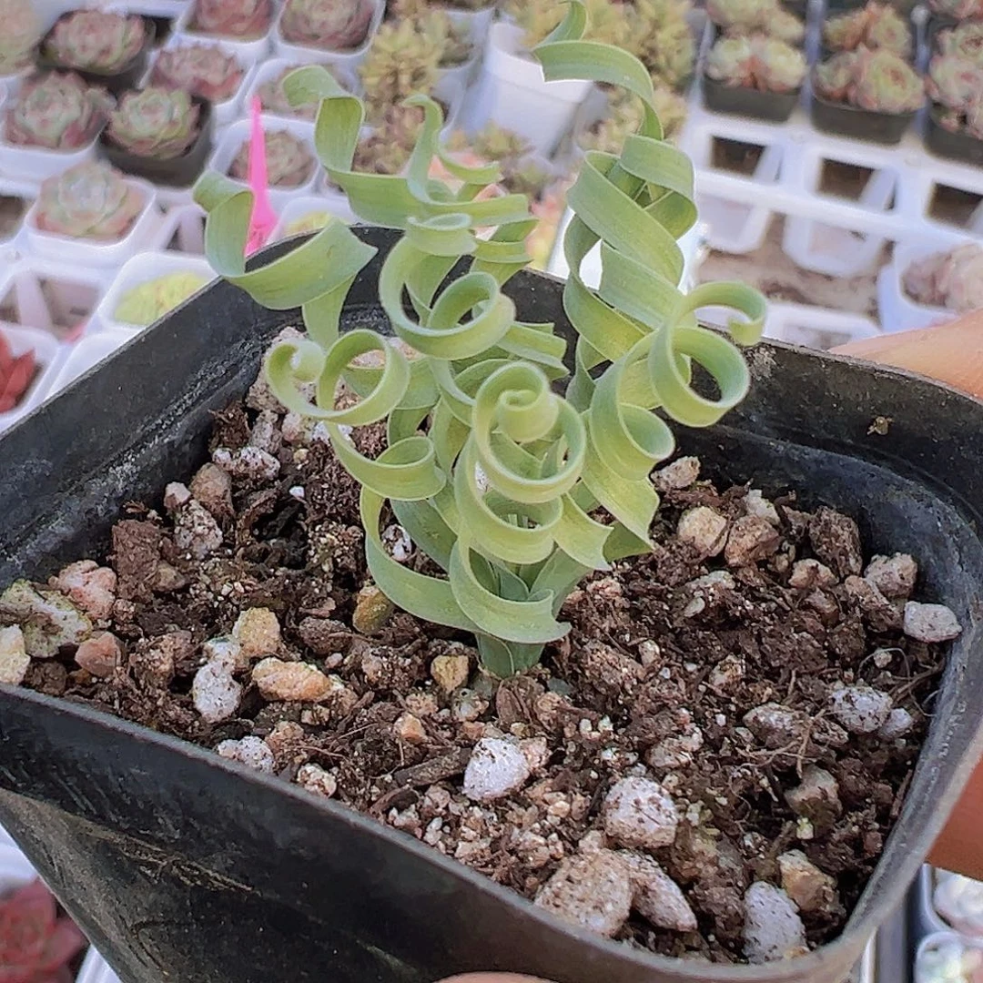 弹簧草拓土发货多肉