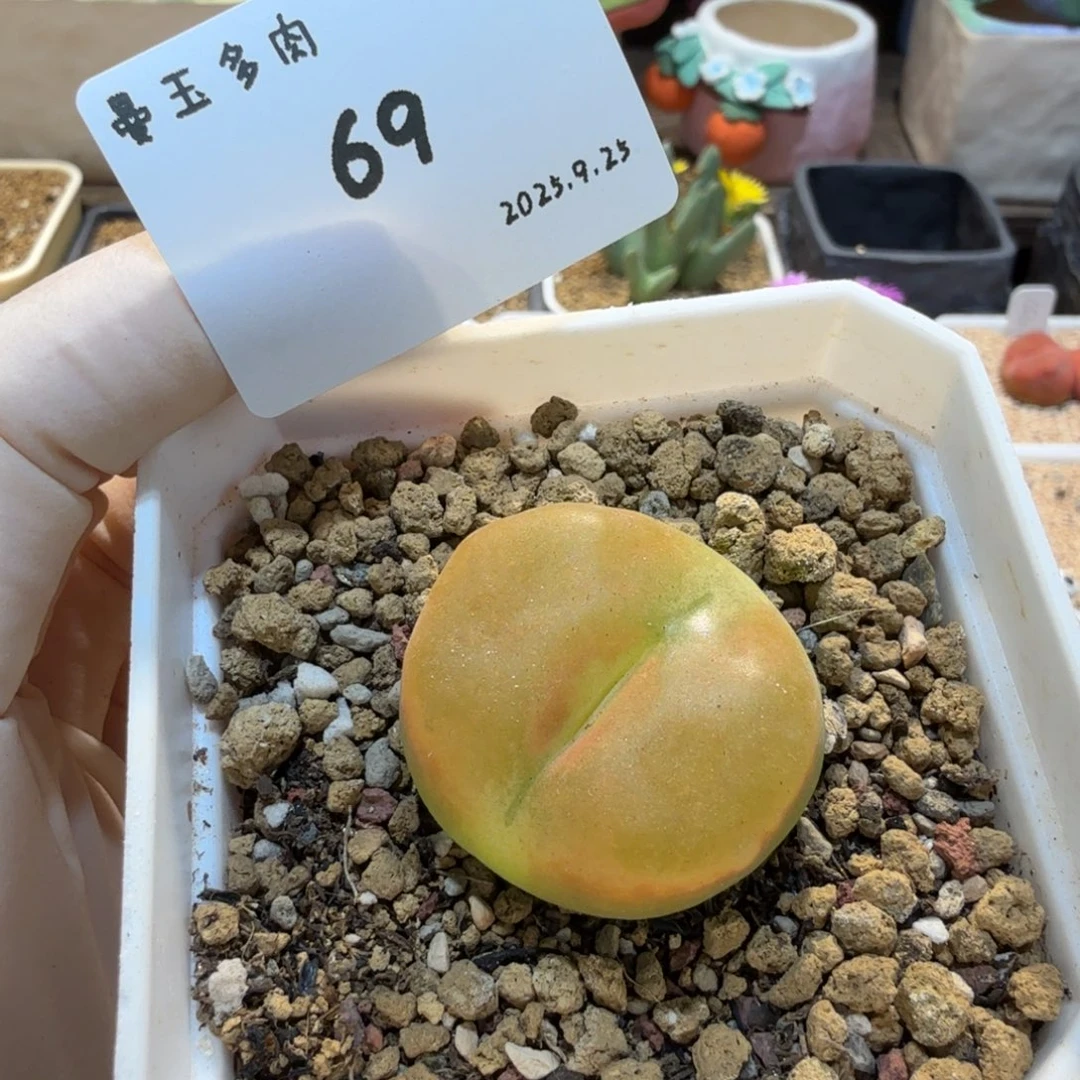 一***新多肉多肉多肉9.25-069蟠桃1801.1