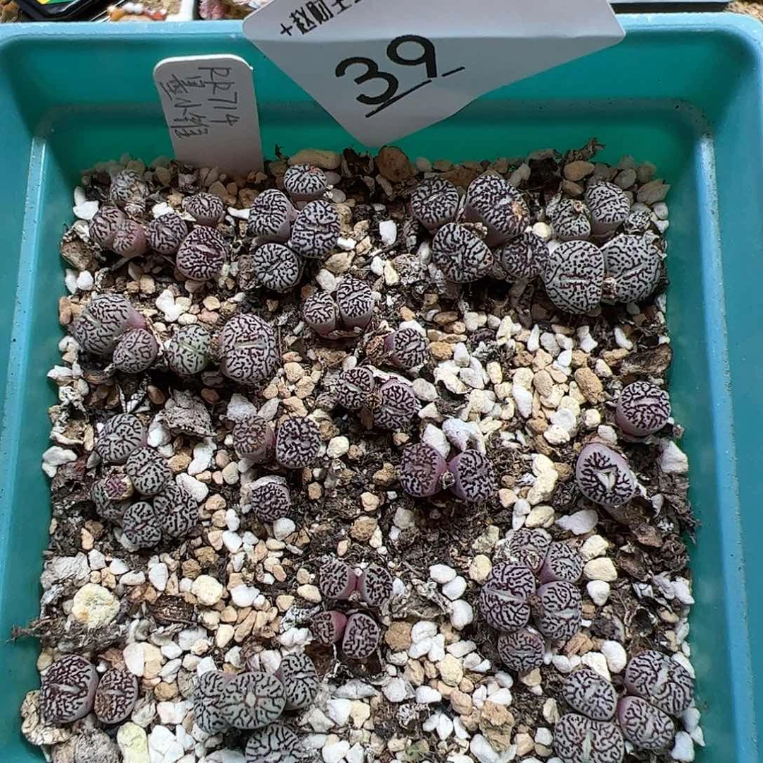 【闪购商品】39 超墨 一盒