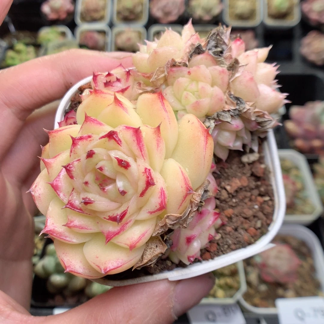 Q86y y y y y y y y