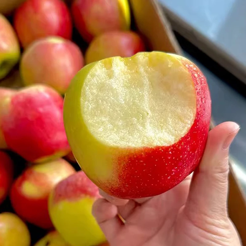 鲁丽苹果新鲜水果当季小苹果整箱脆甜可口早熟红苹果