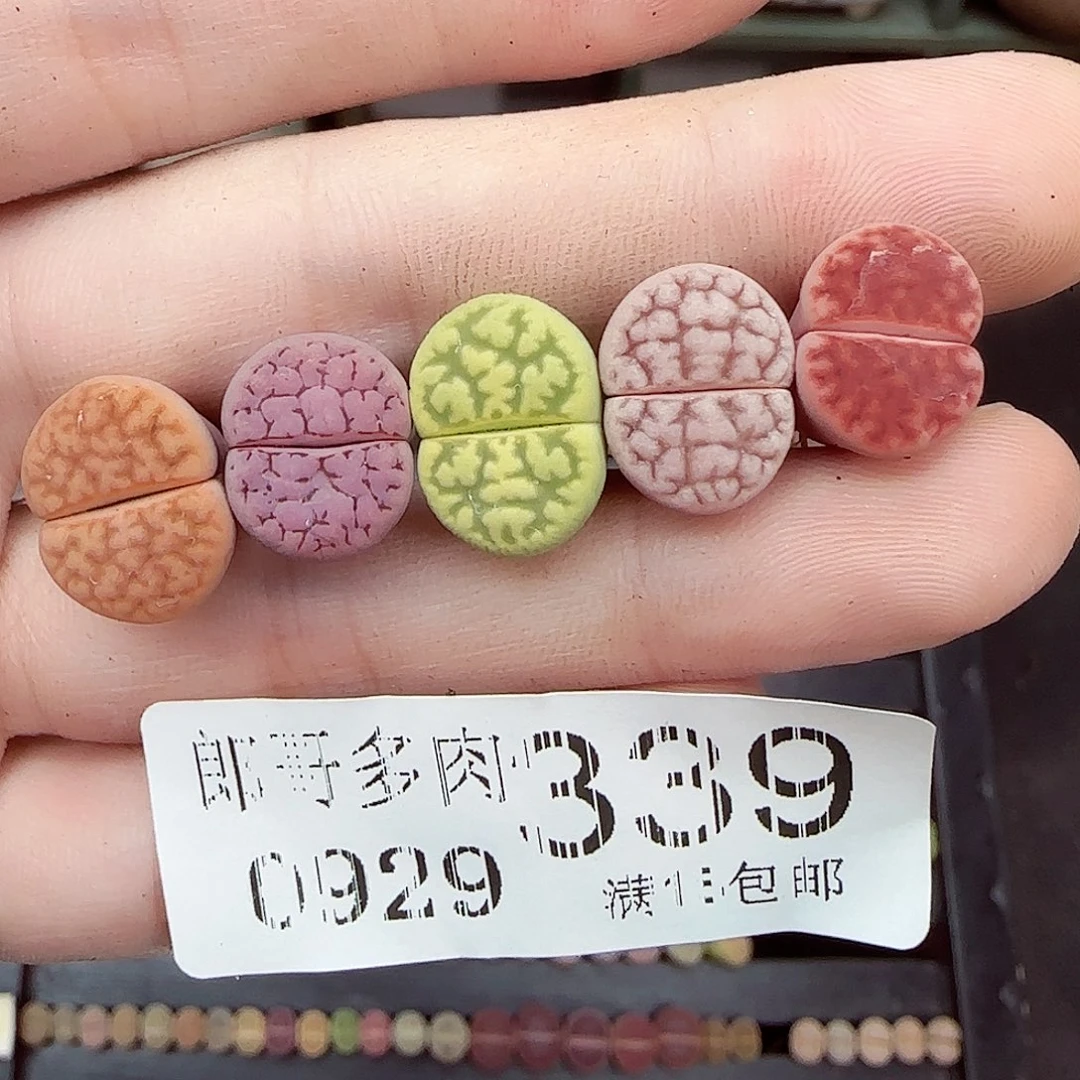 戴***3满满18包邮0929-339