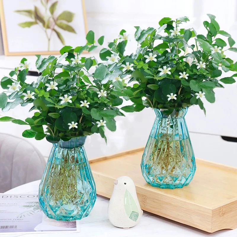 九里香水培植物盆栽室内客厅花卉绿植阳台驱蚊四季开花好养