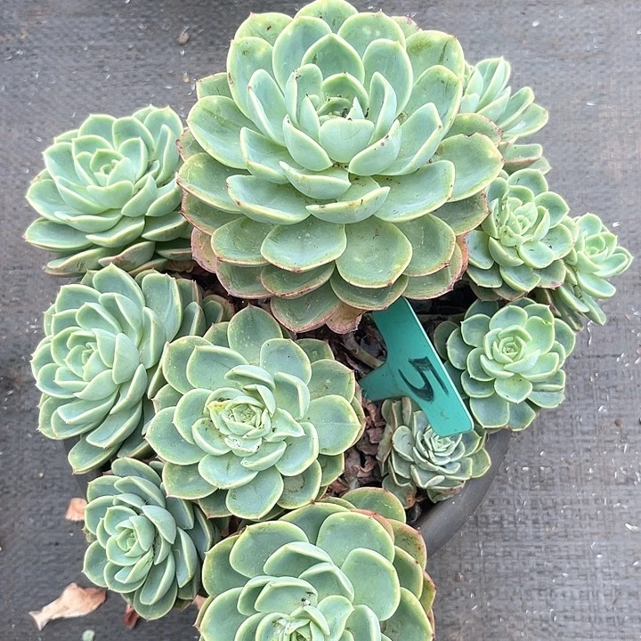 晨语多肉，一物一拍5