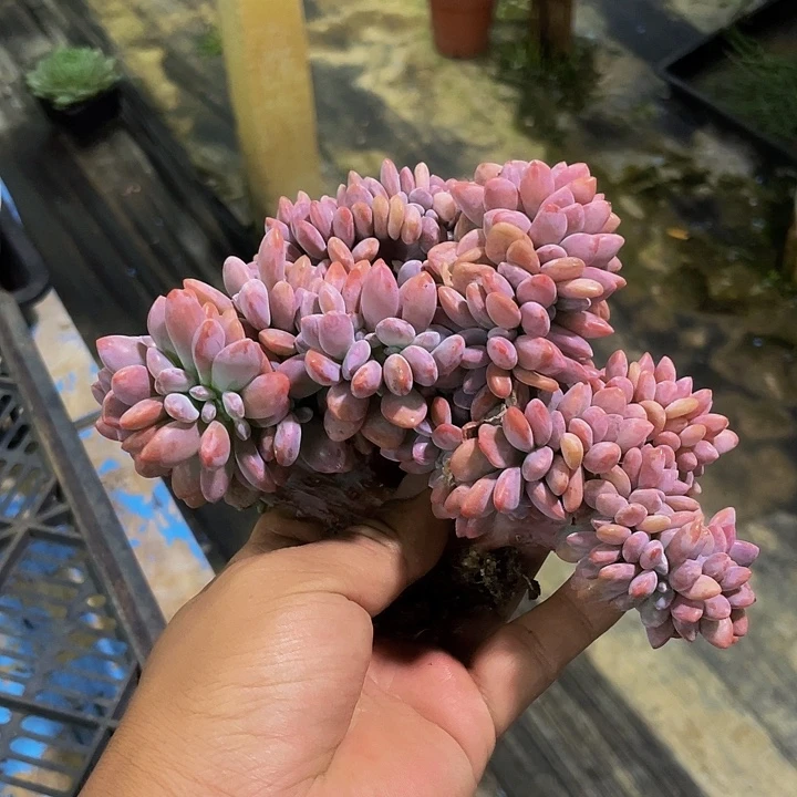 粉兔缀化哦哦哦哦哦