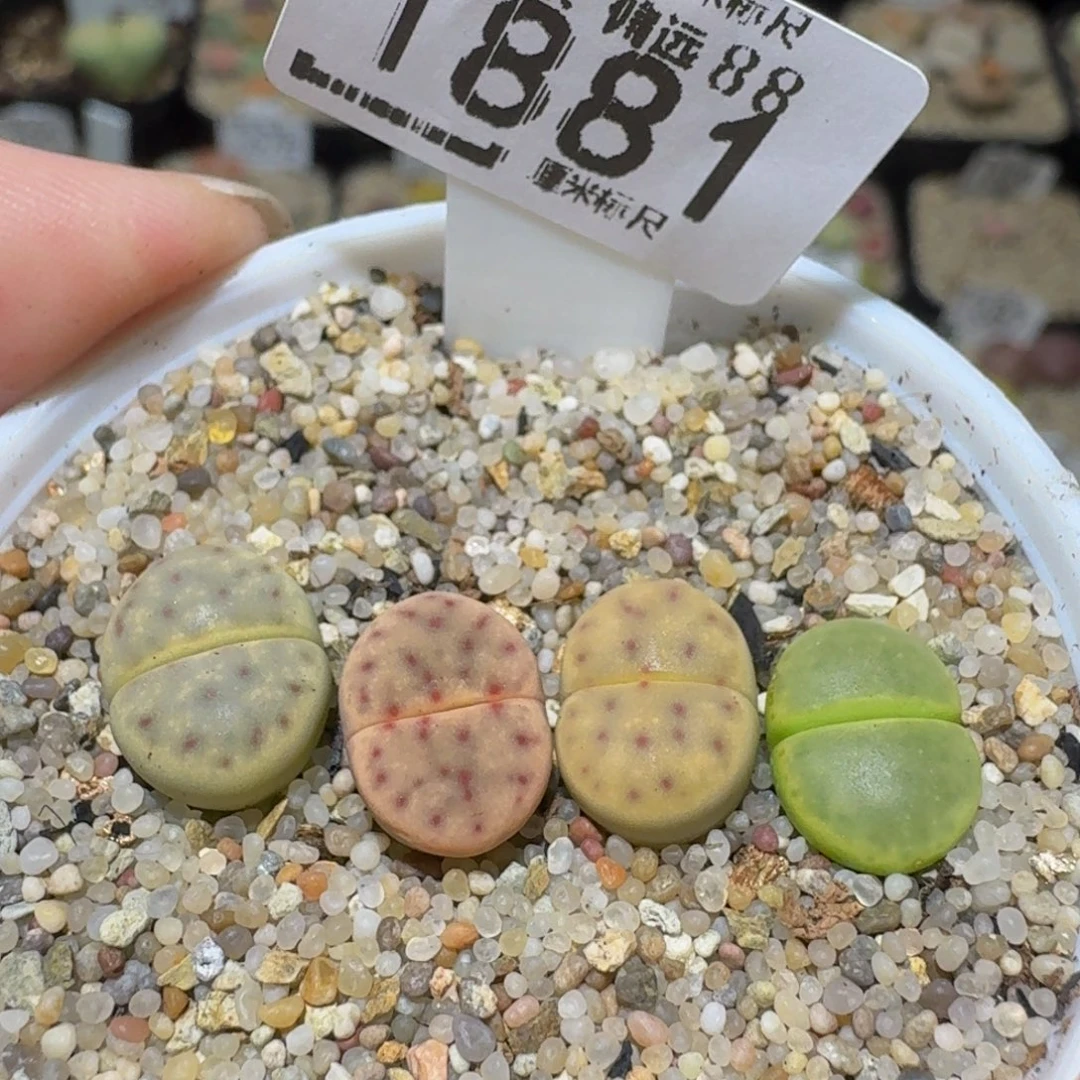 Ssss精品生石花1881