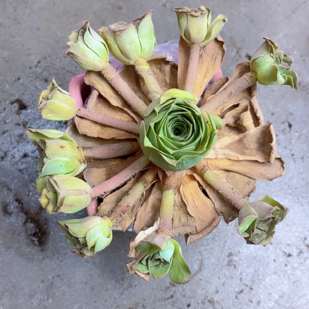 开播福利粉色老桩飘枝一物一拍002山地玫瑰