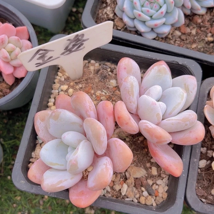 健健康康平平安安