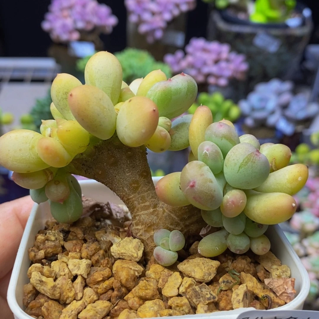 393 苹果奶缀化8 厘米