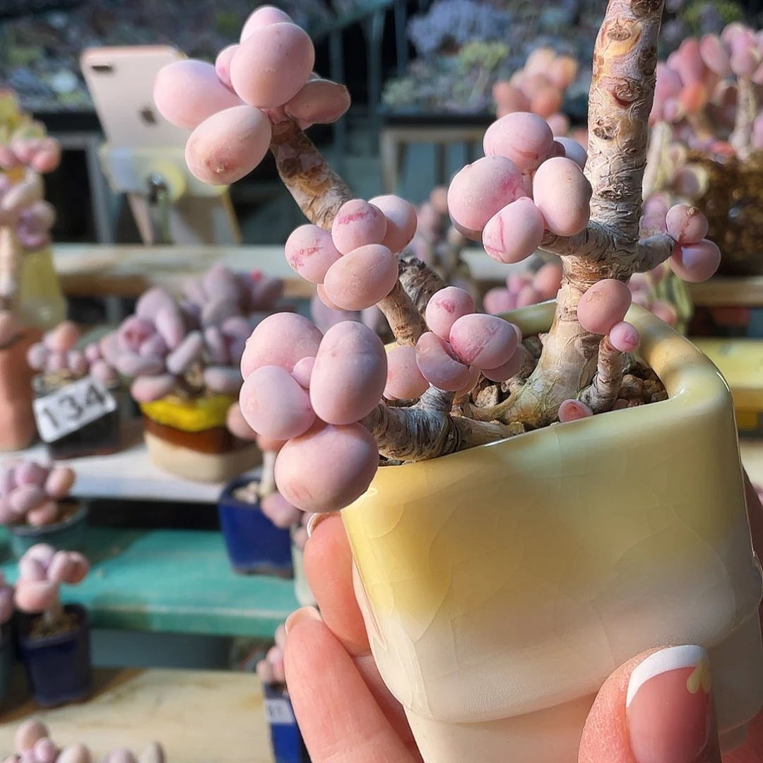 株****发多肉植物的生长发育与生长发育的