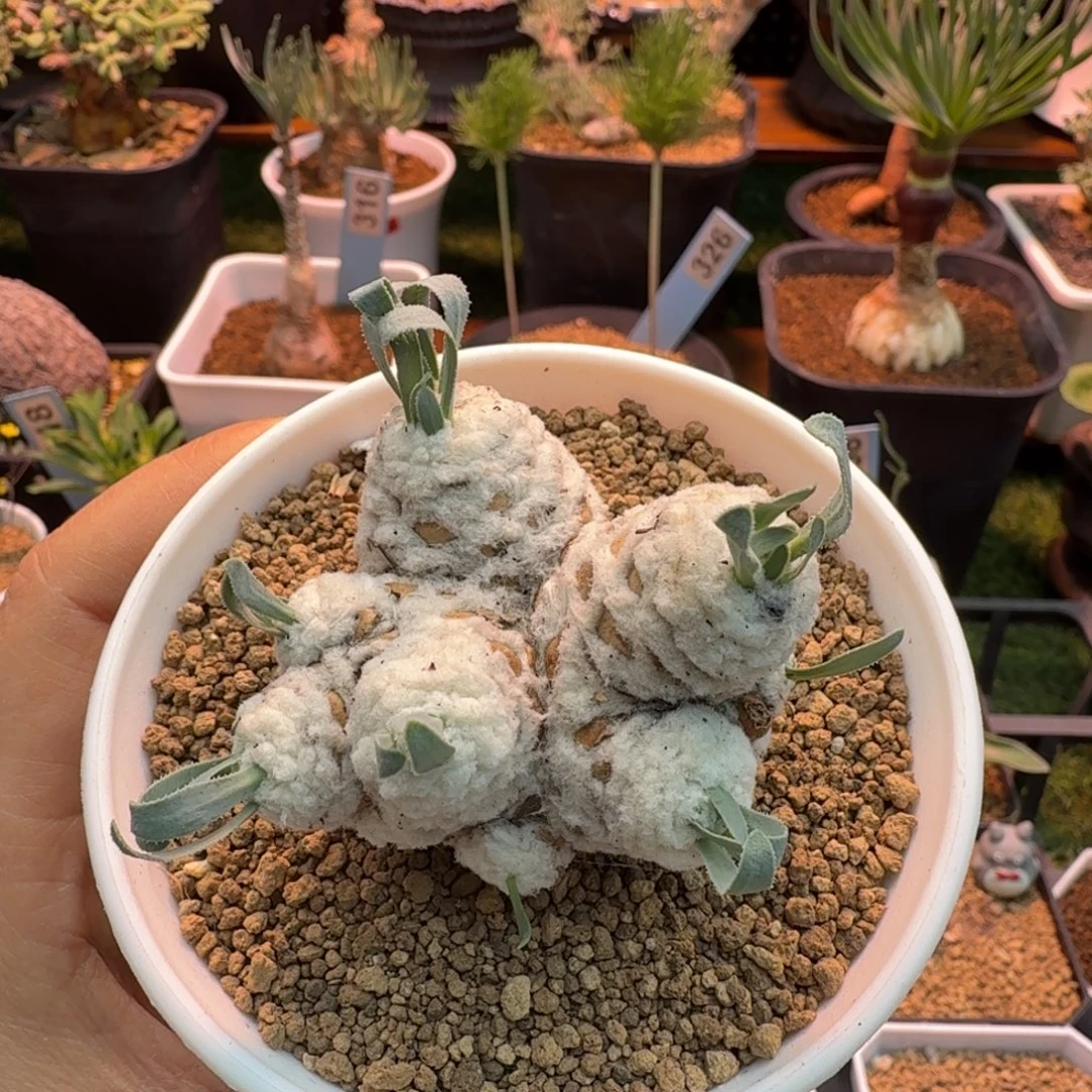 刨花厚墩菊373 仙人球