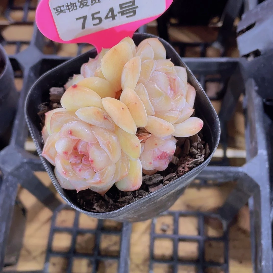 754号 珍妮粉钻四头