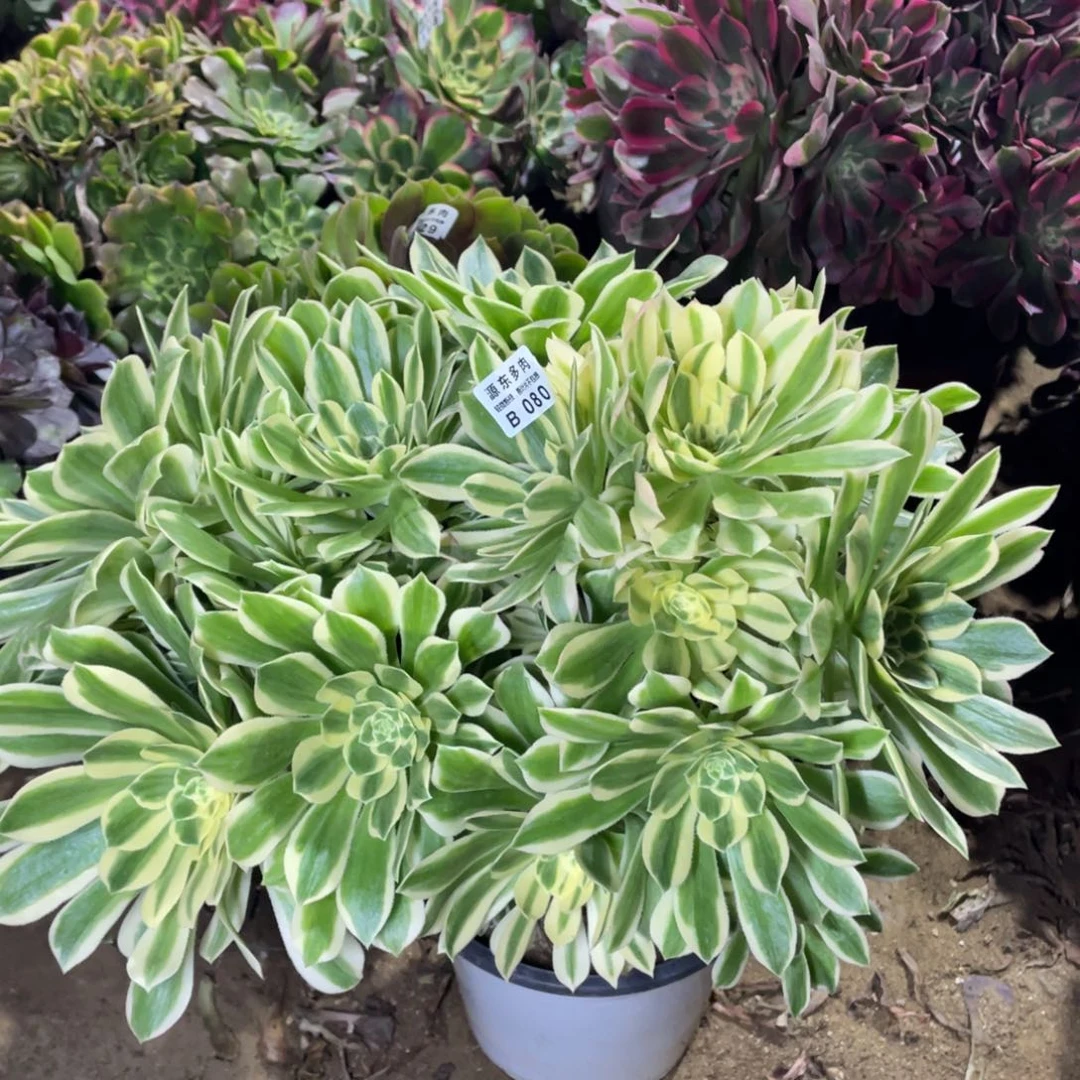 粉***巫080芳华多肉法师断枝不包