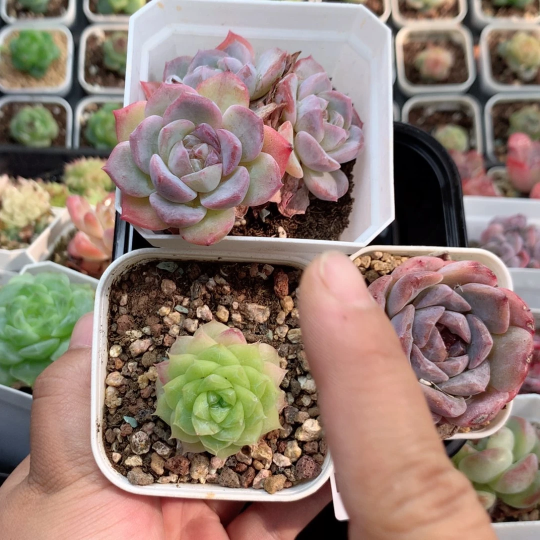 无花朵R176英语英语