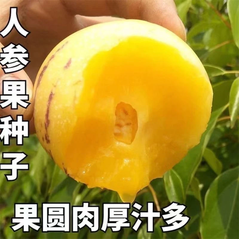 人参果种子四季播种阳台盆栽小院种植简单夏季开花高产水果