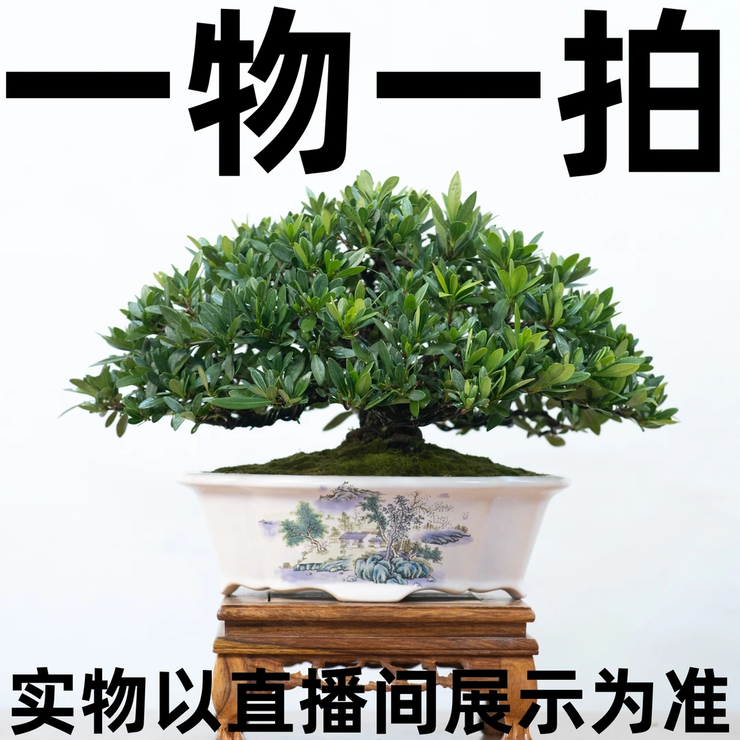 闽卉栀子花开花绿植一物一拍实物以直播间展示为准