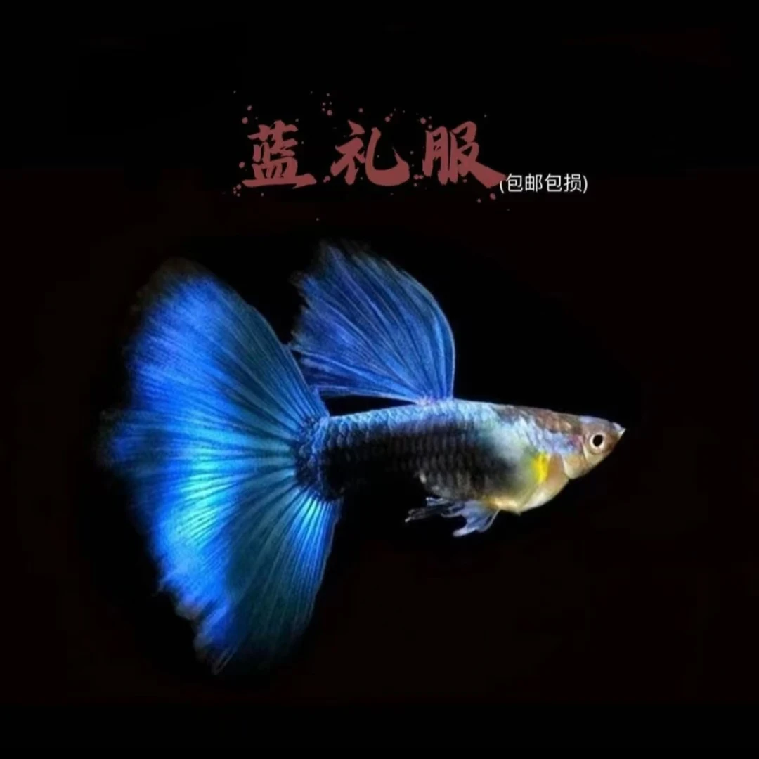 蓝礼服孔雀鱼精品小型热带观赏淡水鱼耐活适合新手养殖