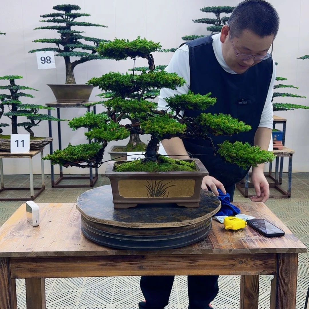 无花朵柏树造型盆景