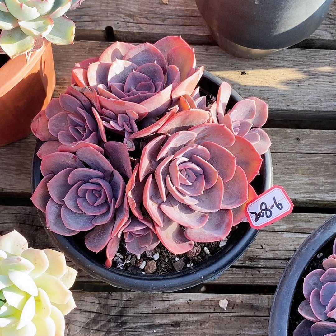 平*f多肉植物尘埃玫瑰208-6