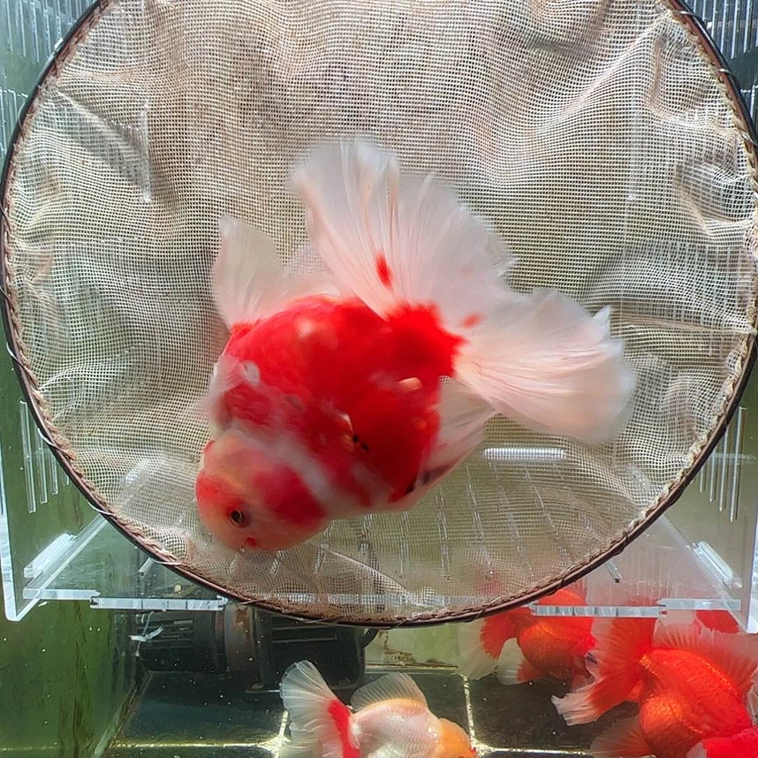 金鱼百褶泰狮压成