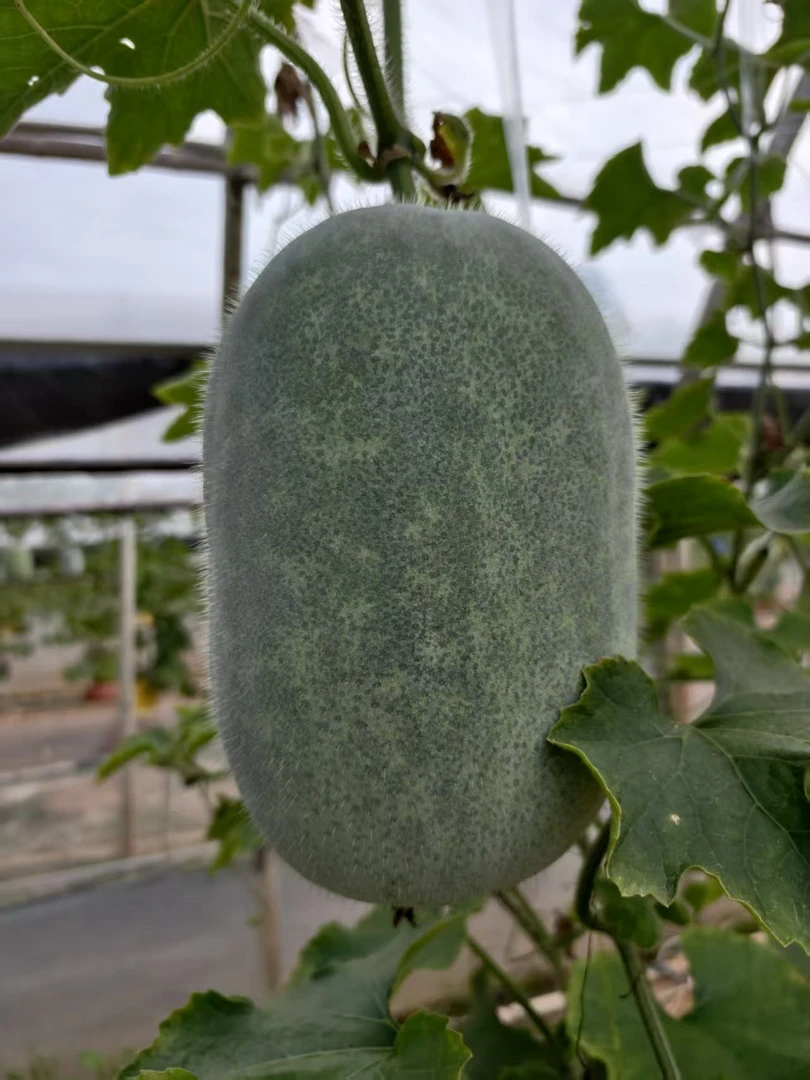 新鲜小冬瓜水果冬瓜可生吃凉拌炖菜