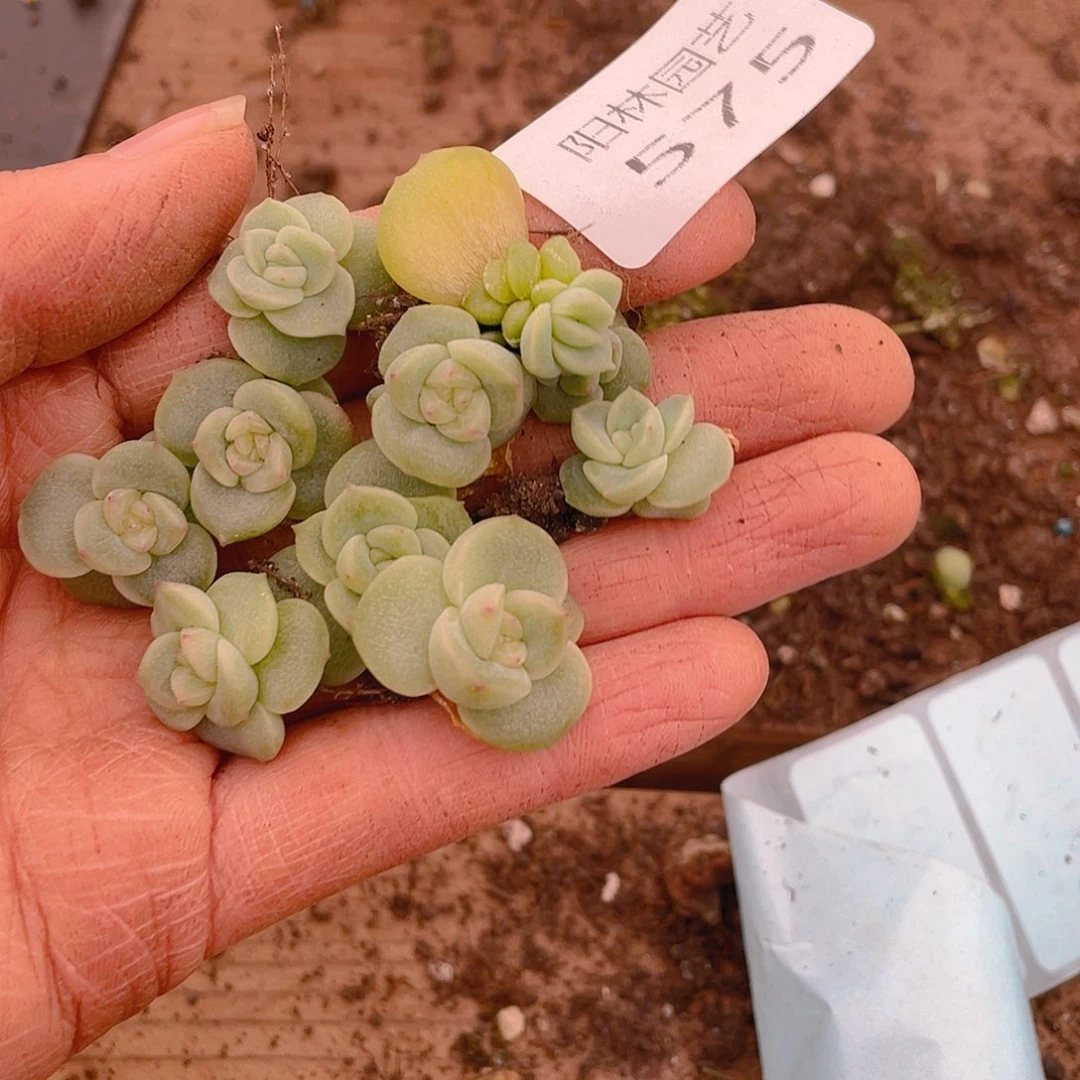 多肉植物多肉植物575