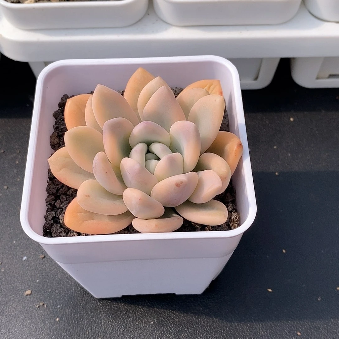 奥普琳娜锦多肉植物老桩