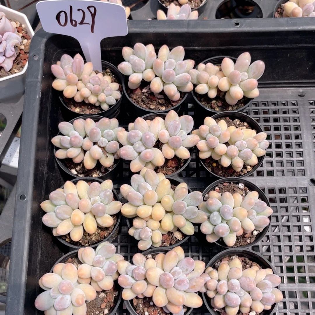 薇薇安园艺多肉0622