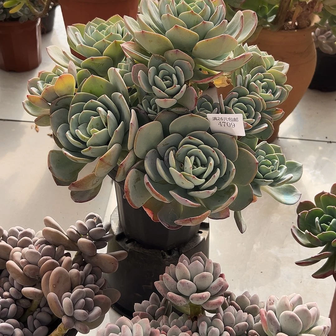 伟***4709白月光多肉植物多肉