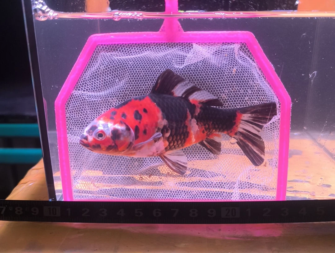 海水鱼品相自鉴全场包邮