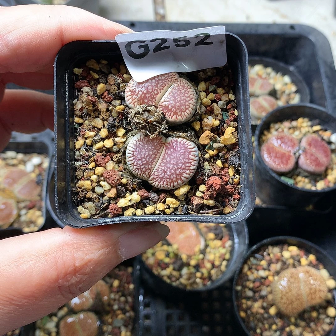 瓶**鱼G252多肉植物保护