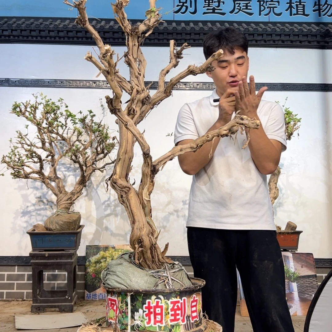 无花朵金银花开花2652599