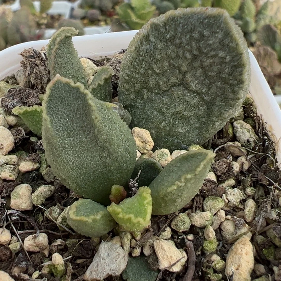 福利款实生新品大苗多肉植物