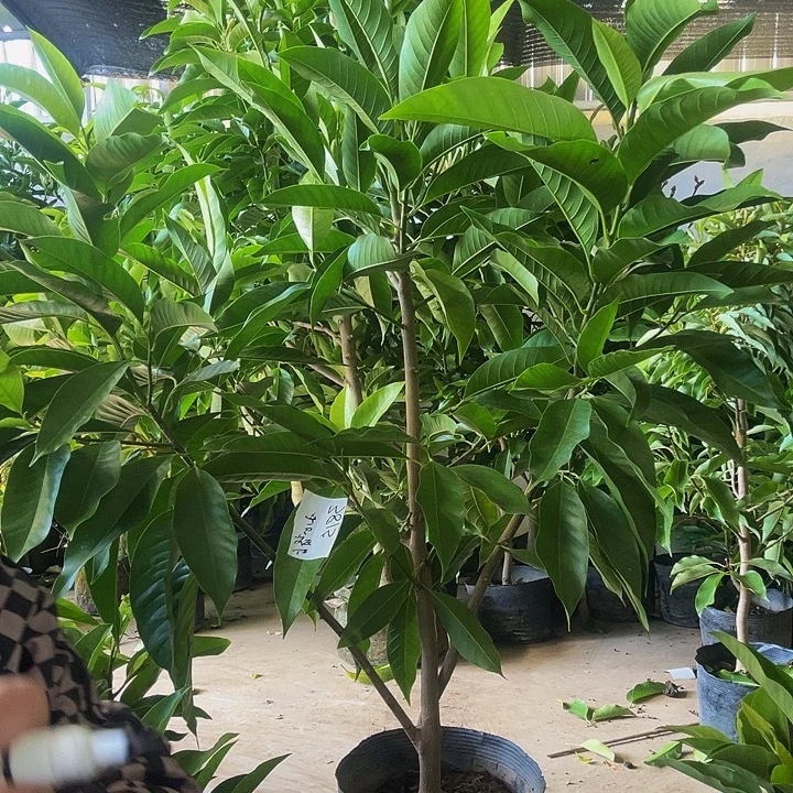 完全开放一个白的一个黄色