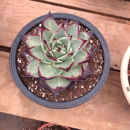 美*每周特价活动开始啦