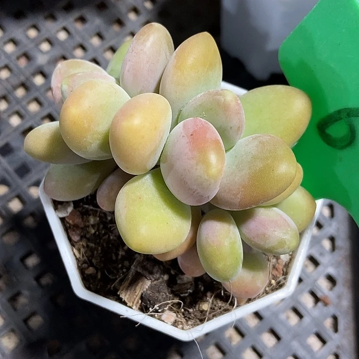 多肉植物芒果奶6多肉